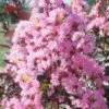 Rhapsody In Pink Crape Myrtle - 6 Pack Of 1 Gallon Pots 1 Rhapsody In Pink Crape Myrtle - 6 Pack Of 1 Gallon Pots -FRUIT TREES & PLANTS Shop Crape Rhapsody In Pink Crape Myrtle 3 1