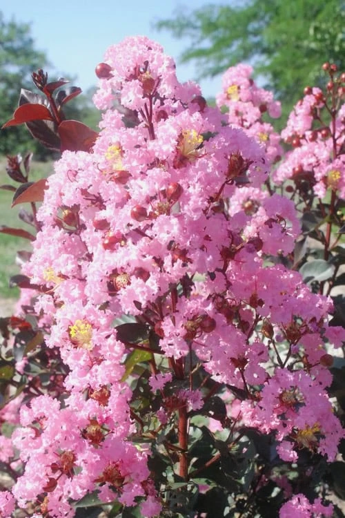 Rhapsody In Pink Crape Myrtle - 1 Gallon Pot 3 Rhapsody In Pink Crape Myrtle - 1 Gallon Pot