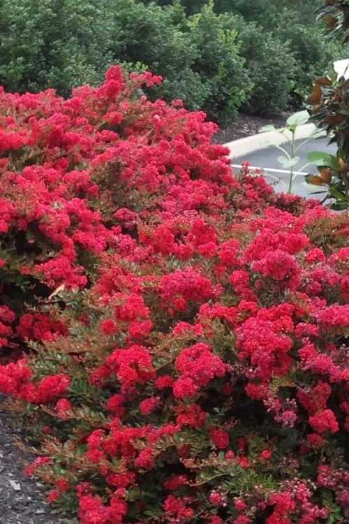 Cherry Dazzle Dwarf Crape Myrtle - 3 Gallon Pot 8 Cherry Dazzle Dwarf Crape Myrtle - 3 Gallon Pot - Image 6