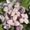 Eternal Fragrance Pink Summer Daphne - Daphne X Transatlantica 'BLAFRA' - 1 Gallon Pot 2 Eternal Fragrance Pink Summer Daphne - Daphne X Transatlantica 'BLAFRA' - 1 Gallon Pot -FRUIT TREES & PLANTS Shop Daphne Eternal Fragrance 1