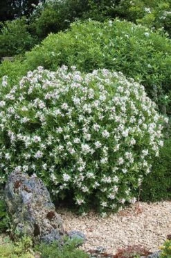 Eternal Fragrance Pink Summer Daphne - Daphne X Transatlantica 'BLAFRA' - 1 Gallon Pot -FRUIT TREES & PLANTS Shop Daphne Eternal Fragrance 5
