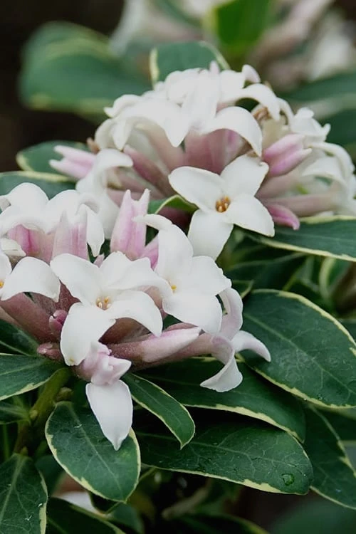 Summer Ice Daphne - 1 Gallon Pot 3 Summer Ice Daphne - 1 Gallon Pot