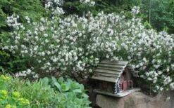 Summer Ice Daphne - 1 Gallon Pot 10 Summer Ice Daphne - 1 Gallon Pot -FRUIT TREES & PLANTS Shop Daphne Summer Ice 4