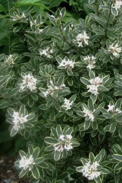 Summer Ice Daphne - 1 Gallon Pot 11 Summer Ice Daphne - 1 Gallon Pot -FRUIT TREES & PLANTS Shop Daphne Summer Ice 6