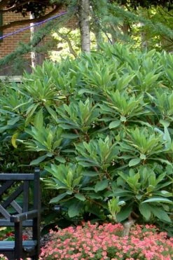 Snow Cream Edgeworthia Paper Bush - 3 Gallon 11 Snow Cream Edgeworthia Paper Bush - 3 Gallon -FRUIT TREES & PLANTS Shop Edgeworthia Snow Cream 7