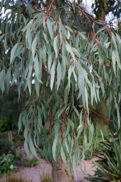 Angus Cold Hardy Eucalyptus Tree (Eucalyptus Nicholii) - 3 Quart Pot -FRUIT TREES & PLANTS Shop Eucalyptus Angus 15 1