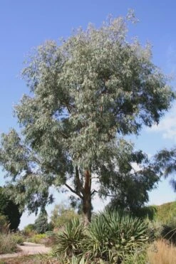 Angus Cold Hardy Eucalyptus Tree (Eucalyptus Nicholii) - 3 Quart Pot -FRUIT TREES & PLANTS Shop Eucalyptus Angus 16 1