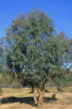 Angus Cold Hardy Eucalyptus Tree (Eucalyptus Nicholii) - 3 Quart Pot -FRUIT TREES & PLANTS Shop Eucalyptus Angus 17 1