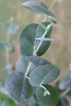 Big O Cold Hardy Eucalyptus Tree (Eucalyptus Neglecta) - 2 Gallon Pot 17 Big O Cold Hardy Eucalyptus Tree (Eucalyptus Neglecta) - 2 Gallon Pot -FRUIT TREES & PLANTS Shop Eucalyptus Big O 3 500x750 4