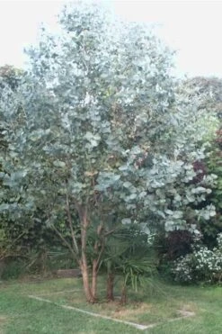Big O Cold Hardy Eucalyptus Tree (Eucalyptus Neglecta) - 2 Gallon Pot 13 Big O Cold Hardy Eucalyptus Tree (Eucalyptus Neglecta) - 2 Gallon Pot -FRUIT TREES & PLANTS Shop Eucalyptus Big O 5 500x750 4