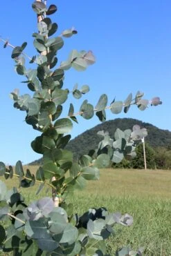 Big O Cold Hardy Eucalyptus Tree (Eucalyptus Neglecta) - 2 Gallon Pot 15 Big O Cold Hardy Eucalyptus Tree (Eucalyptus Neglecta) - 2 Gallon Pot -FRUIT TREES & PLANTS Shop Eucalyptus Big O Cold 2 500x750 4