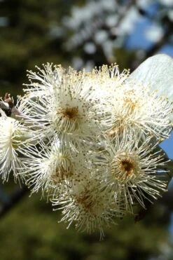 Bluey Cold Hardy Eucalyptus Tree (Eucalyptus Pulverulenta) - 2 Gallon Pot -FRUIT TREES & PLANTS Shop Eucalyptus Bluey 6 3