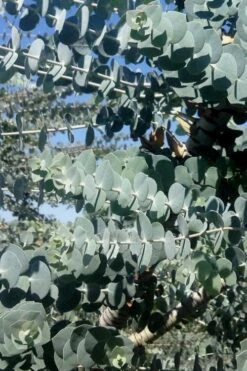 Bluey Cold Hardy Eucalyptus Tree (Eucalyptus Pulverulenta) - 2 Gallon Pot -FRUIT TREES & PLANTS Shop Eucalyptus Bluey 8 3