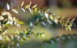 Funky Monkey Cold Hardy Eucalyptus Tree (Eucalyptus Parvula) - 3 Gallon Pot -FRUIT TREES & PLANTS Shop Eucalyptus Funky Monkey Leaves