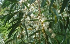 Funky Monkey Cold Hardy Eucalyptus Tree (Eucalyptus Parvula) - 3 Gallon Pot -FRUIT TREES & PLANTS Shop Eucalyptus Funky Monkey Leaves Mature