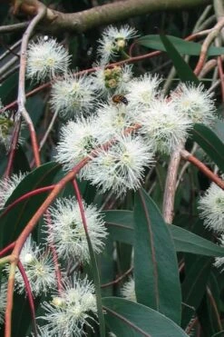 Jersey Girl Cold Hardy Eucalyptus Tree (Eucalyptus Macarthurii) - 3 Gallon Pot -FRUIT TREES & PLANTS Shop Eucalyptus Jersey Girl 1 1