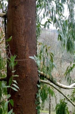 Jersey Girl Cold Hardy Eucalyptus Tree (Eucalyptus Macarthurii) - 6 Pack Of 1 Gallon Pots -FRUIT TREES & PLANTS Shop Eucalyptus Jersey Girl 2