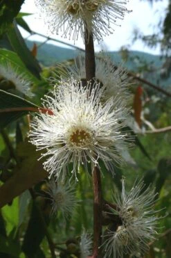 Jersey Girl Cold Hardy Eucalyptus Tree (Eucalyptus Macarthurii) - 3 Gallon Pot -FRUIT TREES & PLANTS Shop Eucalyptus Jersey Girl 4 1