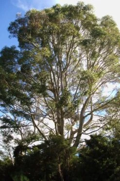 Jersey Girl Cold Hardy Eucalyptus Tree (Eucalyptus Macarthurii) - 3 Gallon Pot -FRUIT TREES & PLANTS Shop Eucalyptus Jersey Girl 6 1