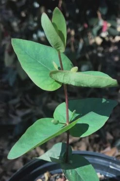 Jersey Girl Cold Hardy Eucalyptus Tree (Eucalyptus Macarthurii) - 3 Gallon Pot -FRUIT TREES & PLANTS Shop Eucalyptus Jersey Girl 7 1