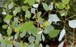 Lucky Country Cold Hardy Eucalyptus Tree (Eucalyptus Camphora) - Quart Pot -FRUIT TREES & PLANTS Shop Eucalyptus Lucky Country 1 2