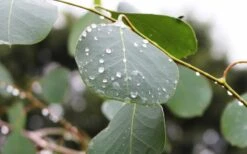 Lucky Country Cold Hardy Eucalyptus Tree (Eucalyptus Camphora) - Quart Pot -FRUIT TREES & PLANTS Shop Eucalyptus Lucky Country 2 2