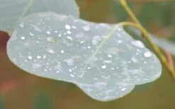 Lucky Country Cold Hardy Eucalyptus Tree (Eucalyptus Camphora) - Quart Pot -FRUIT TREES & PLANTS Shop Eucalyptus Lucky Country 3 2