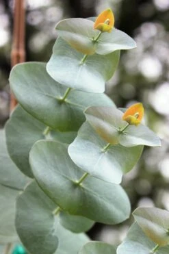 Luna Cold Hardy Eucalyptus Tree (Eucalyptus Perriniana) - Quart Pot -FRUIT TREES & PLANTS Shop Eucalyptus Luna 1 1