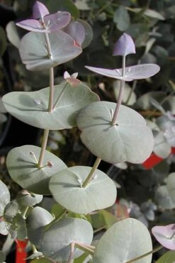 Luna Cold Hardy Eucalyptus Tree (Eucalyptus Perriniana) - 1 Gallon Pot -FRUIT TREES & PLANTS Shop Eucalyptus Luna 13