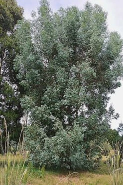 Luna Cold Hardy Eucalyptus Tree (Eucalyptus Perriniana) - Quart Pot -FRUIT TREES & PLANTS Shop Eucalyptus Luna 5 1