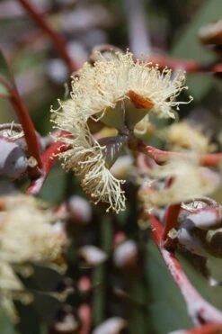 Luna Cold Hardy Eucalyptus Tree (Eucalyptus Perriniana) - Quart Pot -FRUIT TREES & PLANTS Shop Eucalyptus Luna 6 1