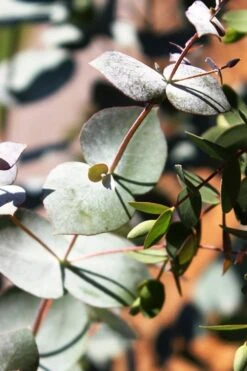 Maggie Cold Hardy Eucalyptus Tree (Eucalyptus Nova Anglica) - Quart Pot -FRUIT TREES & PLANTS Shop Eucalyptus Maggie 10