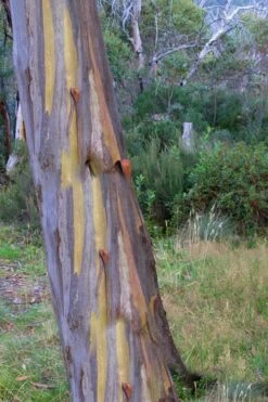 Sheila Cold Hardy Eucalyptus Tree (Eucalyptus Stellulata) - 6 Pack Of 1 Gallon Pots -FRUIT TREES & PLANTS Shop Eucalyptus Sheila 10 1