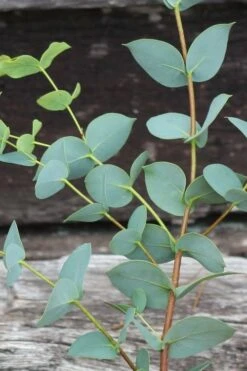 Sheila Cold Hardy Eucalyptus Tree (Eucalyptus Stellulata) - 6 Pack Of 1 Gallon Pots -FRUIT TREES & PLANTS Shop Eucalyptus Sheila 2 1