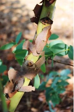 Sheila Cold Hardy Eucalyptus Tree (Eucalyptus Stellulata) - 6 Pack Of 1 Gallon Pots -FRUIT TREES & PLANTS Shop Eucalyptus Sheila 9 1