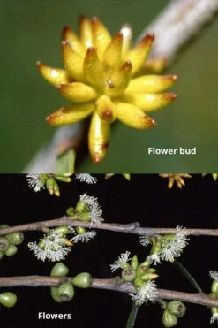 Skinny Minny Hardy Eucalyptus Tree (Eucalyptus Moorei) - Quart Pot -FRUIT TREES & PLANTS Shop Eucalyptus Skinny Minny 1