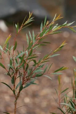 Skinny Minny Hardy Eucalyptus Tree (Eucalyptus Moorei) - Quart Pot -FRUIT TREES & PLANTS Shop Eucalyptus Skinny Minny 2