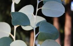 Mappa Tassie Cold Hardy Eucalyptus Tree (Eucalyptus Pauciflora) - 2 Gallon Pot -FRUIT TREES & PLANTS Shop Eucalyptus Tree Mappa Tassie Pauciflora Snow Gum