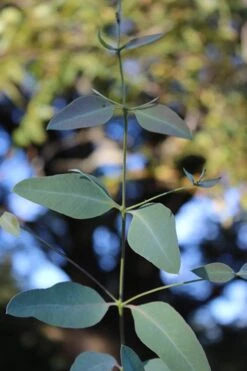 Grace Cold Hardy Eucalyptus Tree (Eucalyptus Elliptica) - 1 Gallon Pot -FRUIT TREES & PLANTS Shop Eucalytptus Grace BS
