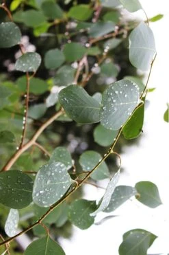 Lucky Country Cold Hardy Eucalyptus Tree (Eucalyptus Camphora) - Quart Pot -FRUIT TREES & PLANTS Shop Eucalytptus Lucky Country BS 2