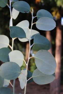 Mappa Tassie Cold Hardy Eucalyptus Tree (Eucalyptus Pauciflora) - 2 Gallon Pot -FRUIT TREES & PLANTS Shop Eucalytptus Mappa Tassie BS