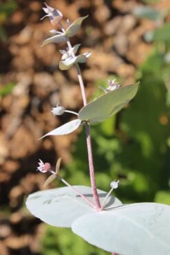 Maggie Cold Hardy Eucalyptus Tree (Eucalyptus Nova Anglica) - Quart Pot -FRUIT TREES & PLANTS Shop Eusalyptus Maggie 1 500x750 1