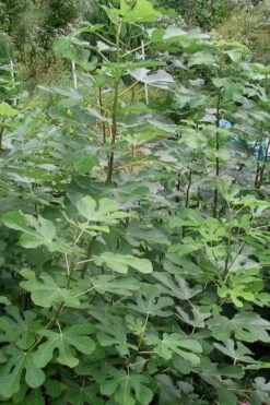 Black Mission Fig Tree - 1 Gallon Pot 10 Black Mission Fig Tree - 1 Gallon Pot -FRUIT TREES & PLANTS Shop Fig Black Mission 5