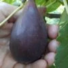Black Mission Fig Tree - 1 Gallon Pot -FRUIT TREES & PLANTS Shop Fig Black Mission 500x750 1