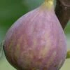 Celeste Fig Tree - 1 Gallon Pot -FRUIT TREES & PLANTS Shop Fig Celeste BS