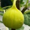 Italian Honey Fig Tree (Ficus Carica 'Lattarula') - 1 Gallon Pot -FRUIT TREES & PLANTS Shop Fig Lemon Italian Honey 3
