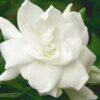 August Beauty Gardenia - 3 Gallon Pot -FRUIT TREES & PLANTS Shop Gardenia August Beauty 5 500x750 4