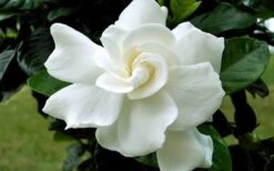 August Beauty Gardenia - 2.5 Quart Pot -FRUIT TREES & PLANTS Shop Gardenia August Beauty Flower Closeup 4