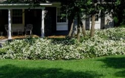 Radicans Creeping Dwarf Gardenia - 1 Gallon Pot -FRUIT TREES & PLANTS Shop Gardenia Creeping 20 1