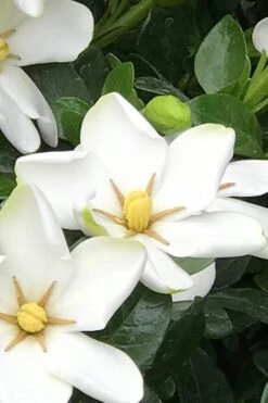 Hardy Fragrant Daisy Gardenia Bush - 2.5 Quart Pot -FRUIT TREES & PLANTS Shop Gardenia Daisy 21 3